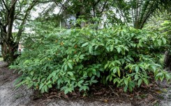The iboga tree, the source of a psychoactive extract used in Gabonese spiritual practices and in new types of addiction treatment