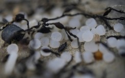 Industrial plastic granules known as 'mermaid tears' are scattered everywhere