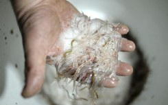 Investigators said they had never seen eel smuggling on this scale