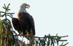 The survival of America's symbol, the bald eagle, has been credited to the Endangered Species Act