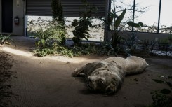 The school aims to curb poaching by teaching investigation skills to rangers, conservation officers and law enforcement