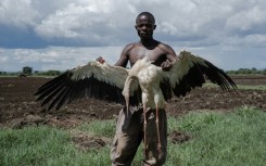 Locals use poisoned rats to lure the birds then pounce when they are incapacitated