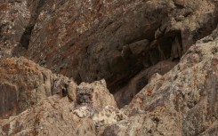 A snow leopard, seen here in India's northern Ladakh region in March