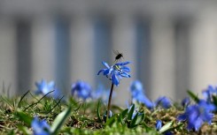 Scientists fear the numbers of insects in the UK are falling, after drivers record fewer bug splats on their vehicles