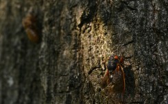 A periodical Brood X cicada climbs up an oak tree in Washington, DC on May 20, 2021