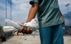Pigeon fanciers across the India-Pakistan divide can't meet face-to-face, but share the same passion