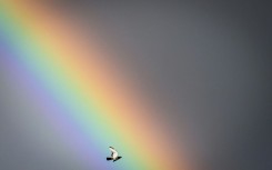 Environmental groups worry the idea could be brought low by the many scandals that have hit carbon credit markets