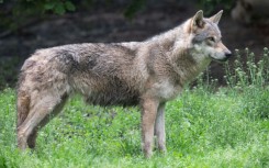 Members of the Bern Convention agreed in December 2024 to lower the wolf's status from 'strictly protected' to 'protected'