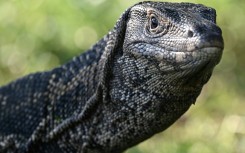 A monitor lizard, which researchers said might look a little like the ancient reptile ancestor that made the footprints