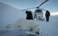 Vet Rolf Arne Olberg checks if a polar bear is properly sedated
