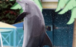 France has passed a law banning marine mammal shows