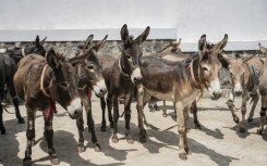 Ethiopia is thought to have the most donkeys in the world