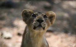 Asiatic lions are slightly smaller than their African cousins, and have a fold of skin along their bellies