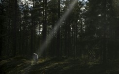 Increased military activity in the Arctic has become a headache for Finland's reindeer herders
