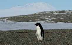 Adelie penguins, along with other seabirds such as Imperial Shags, expel large amounts of ammonia through their droppings