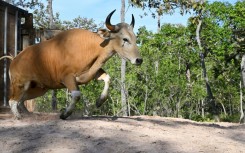 This handout photo taken on May 14, 2025 and released on May 23 by conservation group Rising Phoenix shows an adult banteng, a type of wild cattle native to Southeast Asia, in Siem Pang in northeastern Cambodia, during a herding operation to relocate members of the endangered species