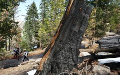 The 2020 Bobcat Fire damaged tens of thousands of acres (hectares) of US Forest Service land, leading to the closure of trails and campgrounds