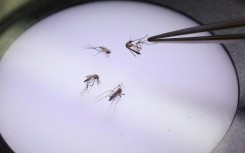 Mosquitoes have expanding ranges due to global warming