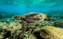 A sea turtle swims over dead coral on a reef in Baa Atoll in Maldives