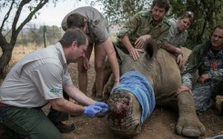 A recent study in South Africa showed dehorning rhinos reduced poaching by up to 78 percent