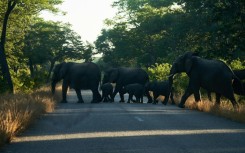 Zimbabwe is home to the second-biggest elephant population in the world