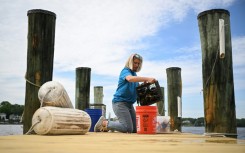Kimberly Price, 53, takes care of baby oysters at her home in Maryland