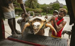 Local Ocean Conservation helpers and fishermen carry a Loggerhead sea turtle saved from a net