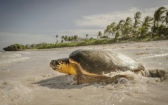 The UN Ocean Conference is seeking to bolster global protections for the world's over-exploitated and polluted seas, and all that rely upon them