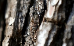 A cicada resting on a tree in Saint-Paul-de-Vence, southeastern France