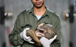 This photograph taken on September 14, 2020 shows head keeper Tran Van Truong holding a pangolin inside its enclosure at Save Vietnam's Wildlife, a group that runs a pangolin conservation program inside the Cuc Phuong National Park