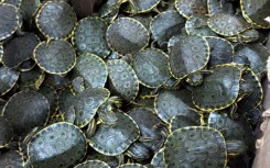 Mexican authorities said they had rescued over 3,400 freshwater Meso-American slider baby turtles