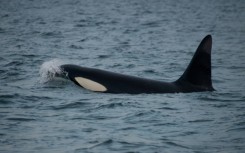 Killer whales have been spotted rubbing kelp between their bodies, potentially to clean their skin