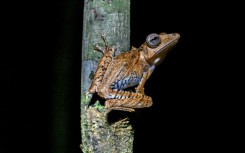 'Frogging', or the hunt for the exotic amphibians that call the rainforest home, is taking off in Malaysia's Sarawak state in Borneo