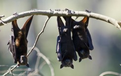 Fruit bats are known to carry Australian bat lyssavirus, but it is not known what species delivered the fatal bite