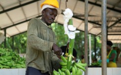 An employee works at a banana plantation in the Dominican Republic