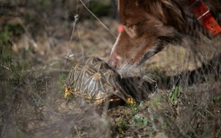 The Endangered Wildlife Trust is using canines to sniff out the endangered tortoise species