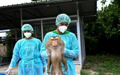 Vet assistants carrying "Yong", a pigtailed macaque rescued from a life harvesting coconuts