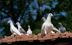 Carrier pigeons served during the First and Second World Wars
