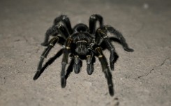 The tarantulas had been packed into plastic tubes and many did not survive the flight from Vietnam