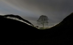 The tree at Sycamore Gap had stood for nearly 200 years in northern England