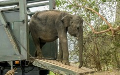 Conservation efforts in Sri Lanka have become increasingly urgent because of growing conflict between wild elephants and farmers