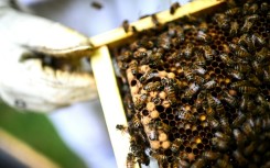 Beekeepers have described the chemical as 'a bee killer'