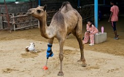 Veterinarian Babar Hussain said it was the first time a large animal in Pakistan had received a prosthetic leg