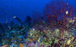 Greece banned bottom trawling in the waters of the Fournoi Korseon island chain in the Aegean to protect recently discovered coral reefs