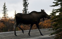Moose roam free throughout much of the vast state of Alaska