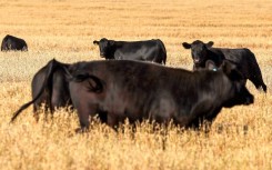 Cattle graze in a paddock near the Australian farming town of Gunnedah. The United States is a major export market for Australian beef.
