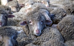 New Zealand sheep farmers are fighting to protect grazing land from spreading pine plantations, which earn government subsidies to absorb carbon emissions.