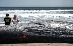 People look at a dead sperm whale on Heisaura Beach in the Japanese city of Tateyama, Chiba
