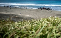 The beaching of four sperm whales on a Japanese beach was initially blamed on the earthquake