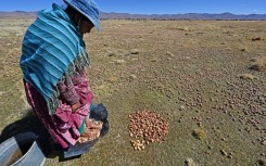 A peasant steps on potatoes to begin the elaboration of chuno (dehydrated potato) in Machacamarca, Bolivia, on June 30, 2021